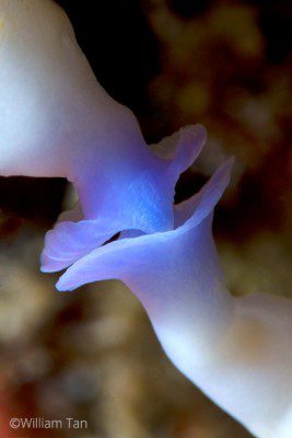 Nudibranch-mating,William-Tan,Nudibranch, Lembeh Strait, North Sulawesi Indonesia, Bitung, critters@Lembeh Resort, Lembeh Resort,underwater photography