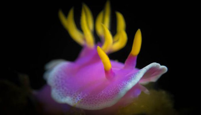 7 Stunning Nudibranch from the Lembeh Strait