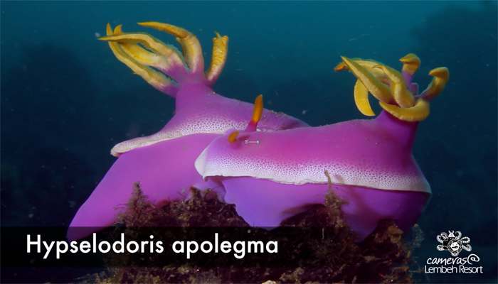 Critters of the Lembeh Strait | Nudibranchs