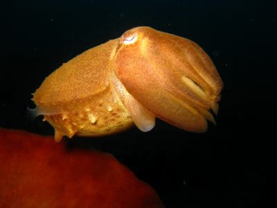 Broadclub cuttlefish (Sepia latimanus) Lembeh, Indonesia 2017