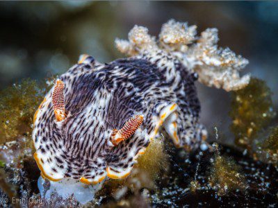 Goniobranchus striatellus, NutritionMonth, Nudirbanch, Lembeh Strait, North Sulawesi Indonesia, Bitung, critters@Lembeh Resort, Lembeh Resort,underwater photography,Erin Quigley