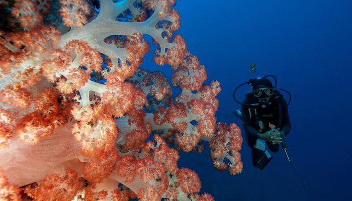 Opo Kecil-Dive Guide-Lembeh strait