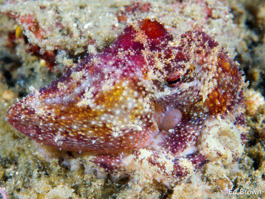 Ocelate-octopus---EB