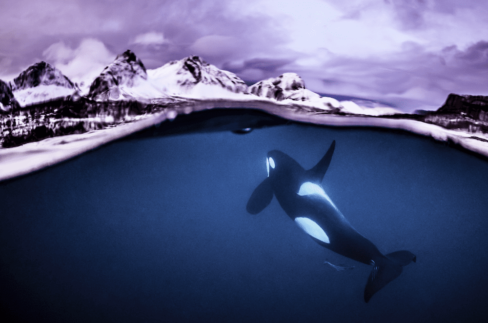Orca split image