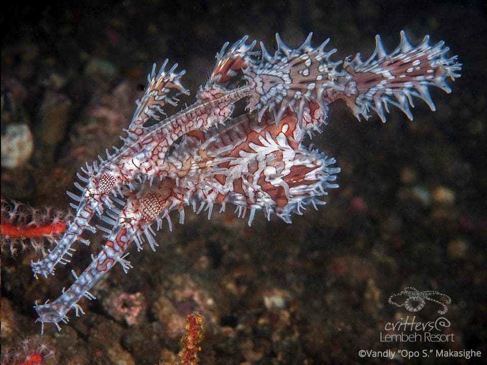 Ornate Ghost Pipefish - Opo S