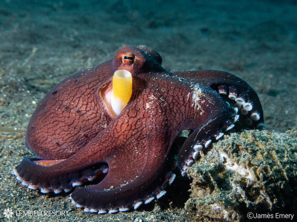 Coconut octopus