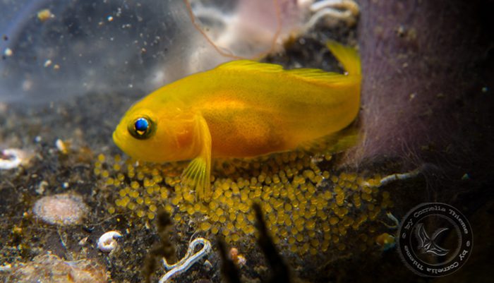 Lembeh Critters Are Still Weird