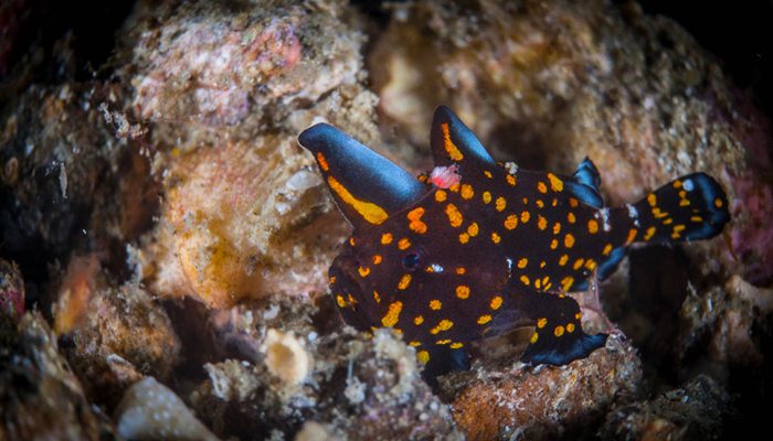 Star of Lembeh – Part II