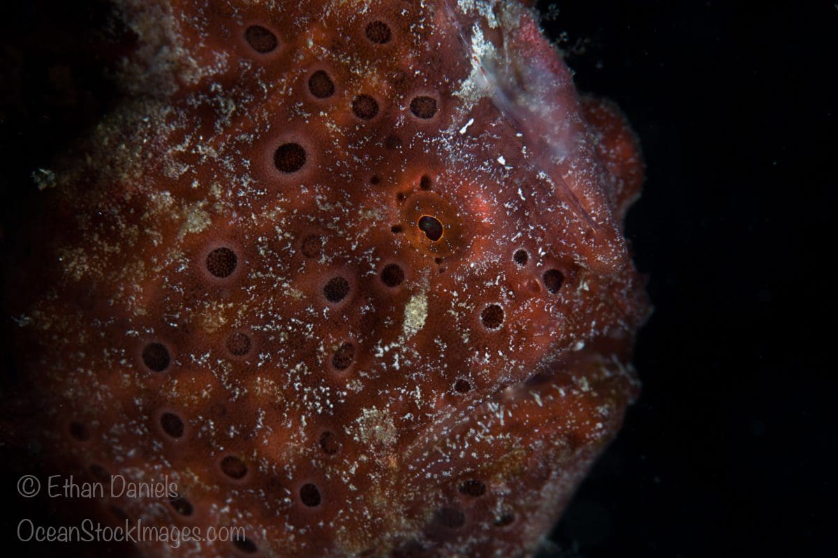 A Painted frogfish, Antennarius pictus, uses its lumpy body and camouflaged skin pattern to blend into the bottom where it looks just like an encrusting sponge. Lembeh Strait, North Sulawesi, Indonesia, Pacific Ocean.