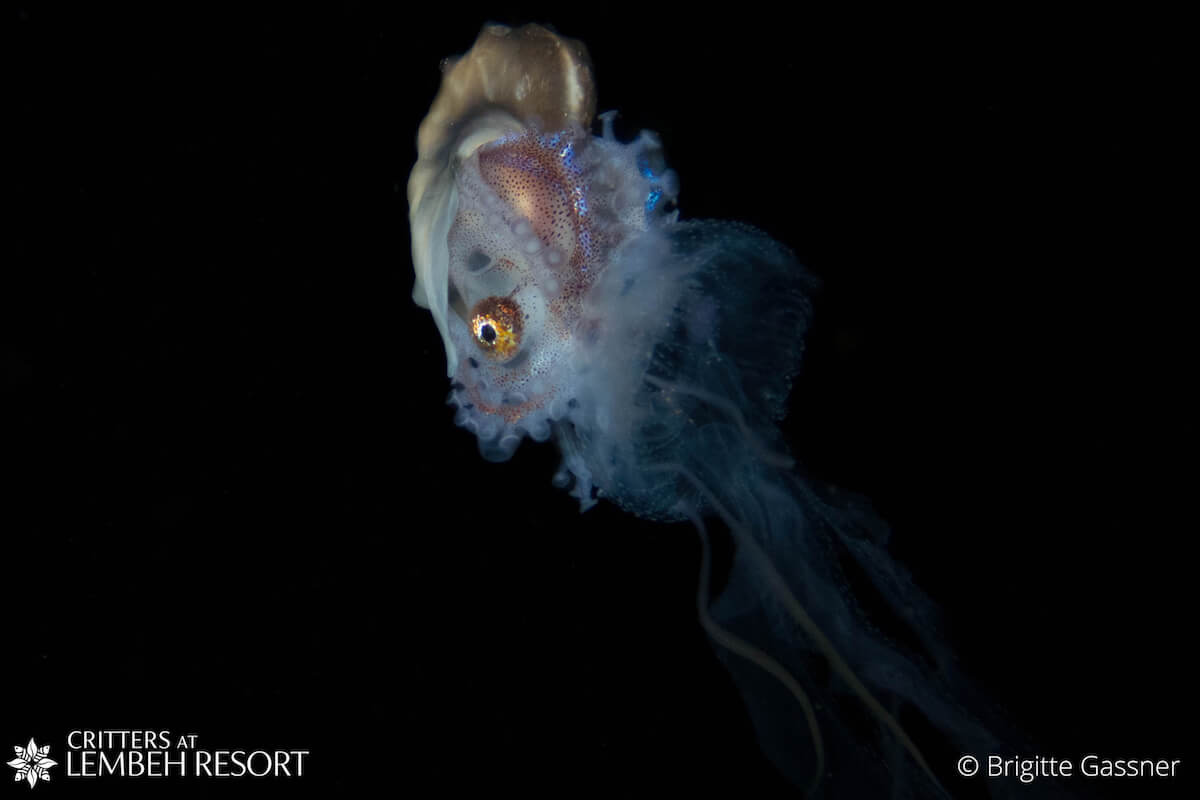 OLYMPUS DIGITAL CAMERA nautilus Lembeh