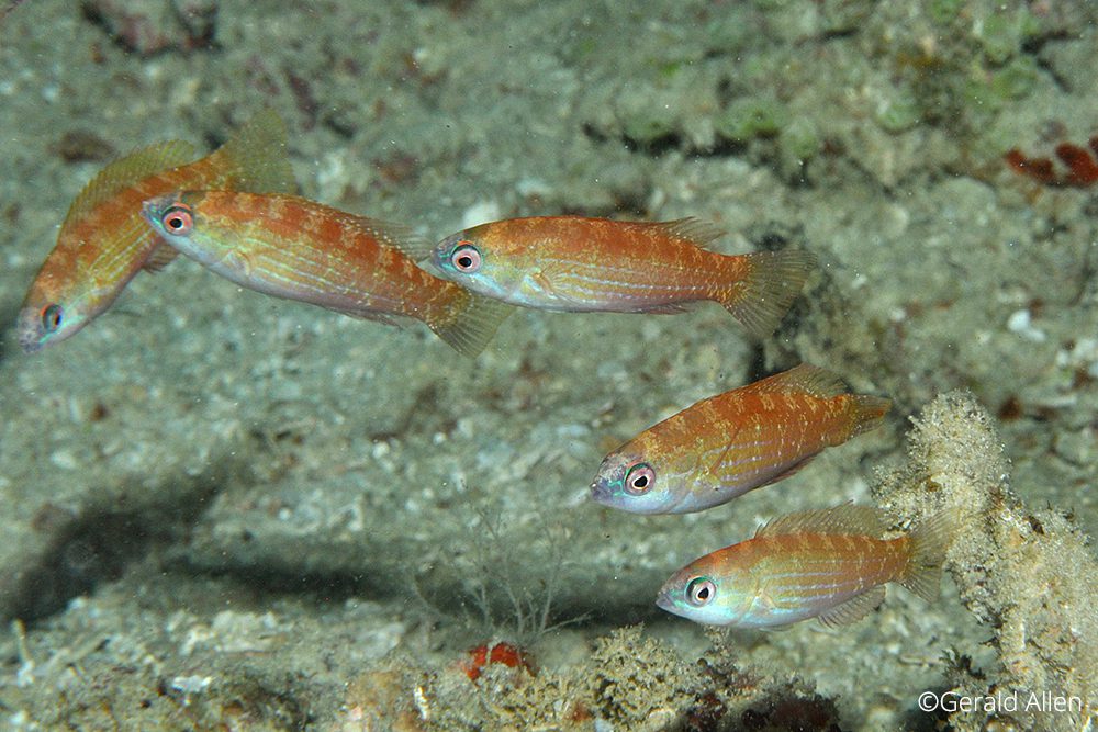 Paracheilinus cyaneus, Gerald Allen, critters@lembeh, North Sulawesi Indonesia, Lembeh Resort,underwater photography