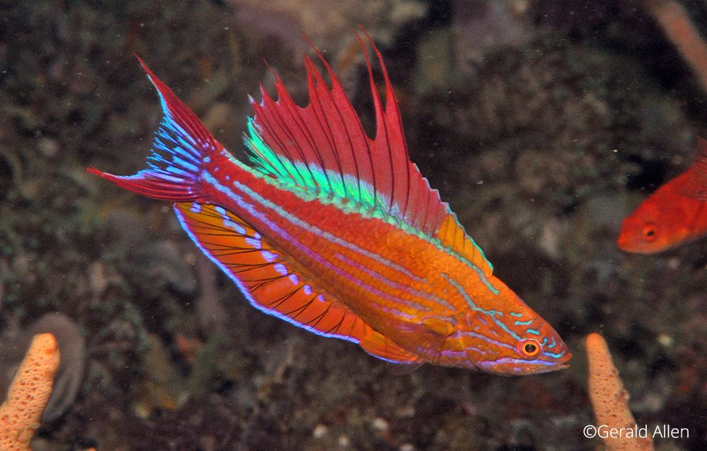 Paracheilinus hybrid filamentosus -x- togeanensis, Gerald Allen, critters@lembeh, North Sulawesi Indonesia, Lembeh Resort,underwater photography