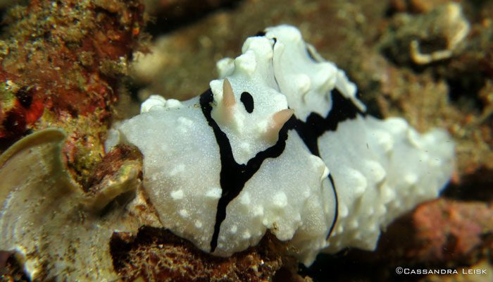 Small Area With Abundant Underwater Life