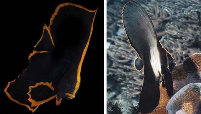 Underwater photography