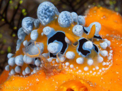 Phyllidia ocellata, PoisonPrevention Awarenessmonth, Nudirbanch, Lembeh Strait, North Sulawesi Indonesia, Bitung, critters@Lembeh Resort, Lembeh Resort,underwater photography,Erin Quigley