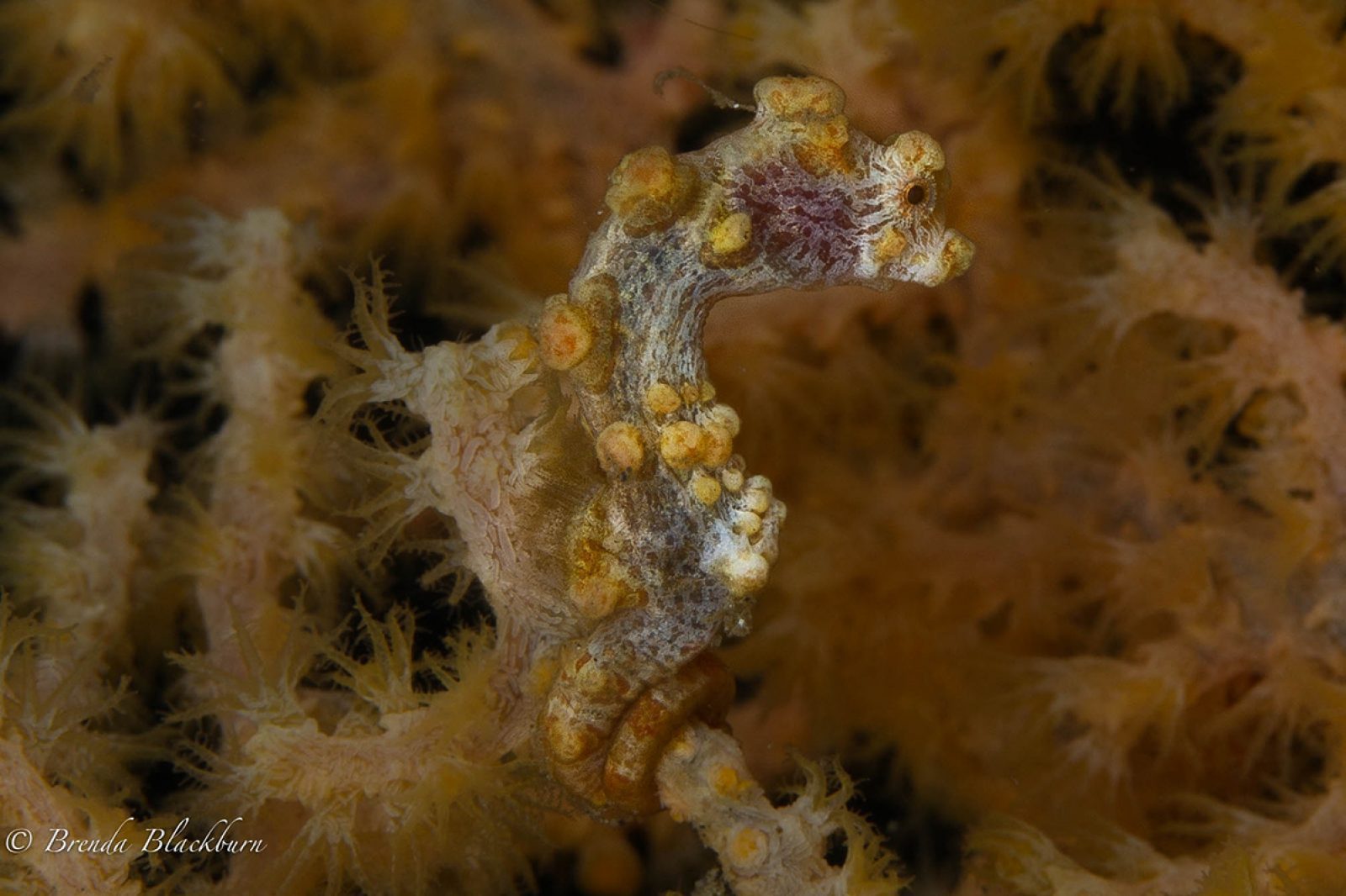 Yellow Pygmy Seahorse