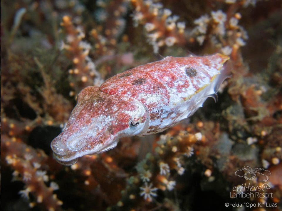 Pygmy-cuttlefish--Opo-K