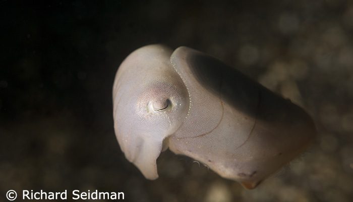 Dive and Learn With Us