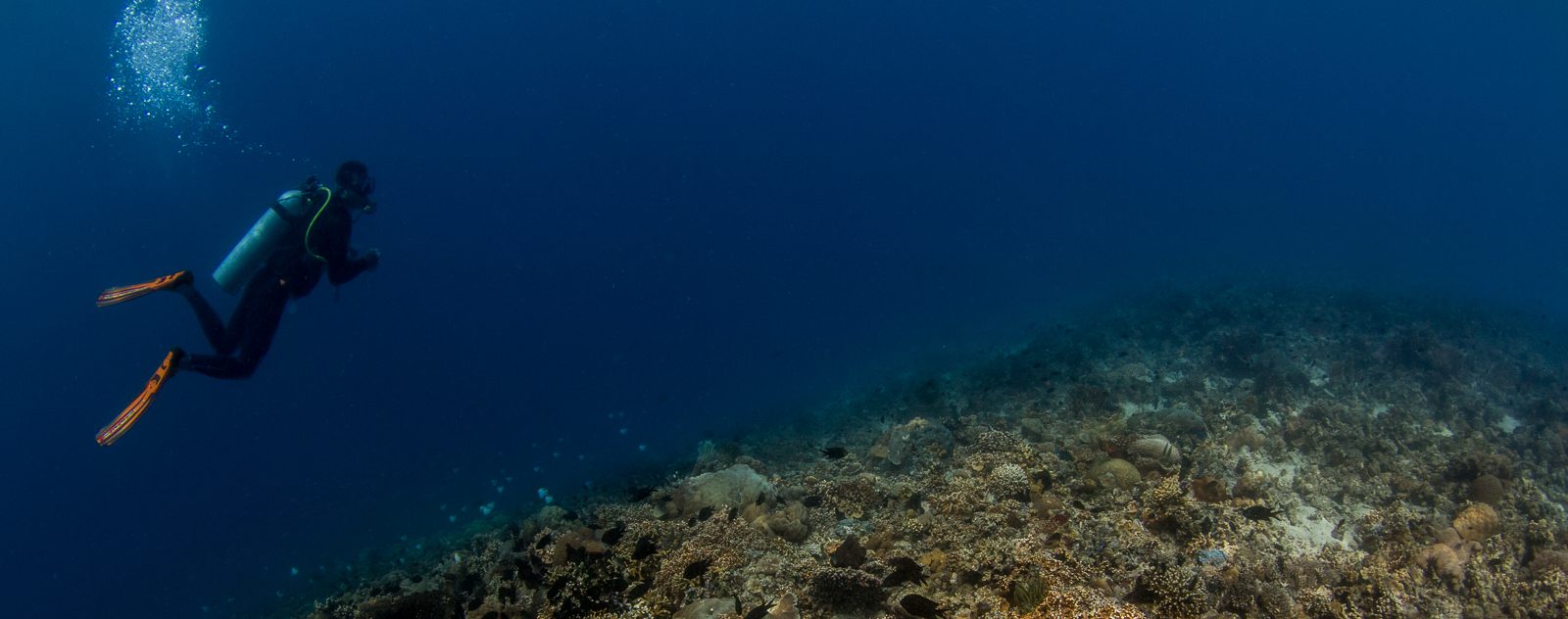 Lembeh Reef Diving