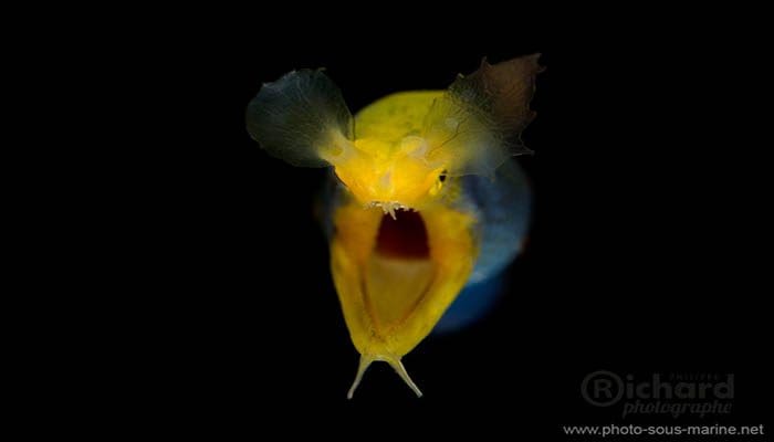 The Dark Side of the Lembeh Strait