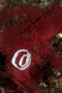Nudibranch eggs on Weedy scorpionfish ( Rhinopias frondosa ), Dimpy Jacobs , Critters@lembehresort, Lembeh strait , Indonesia 2017