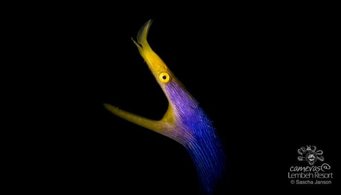 Critters of the Lembeh Strait | Episode 07 –  2016 – June Highlights