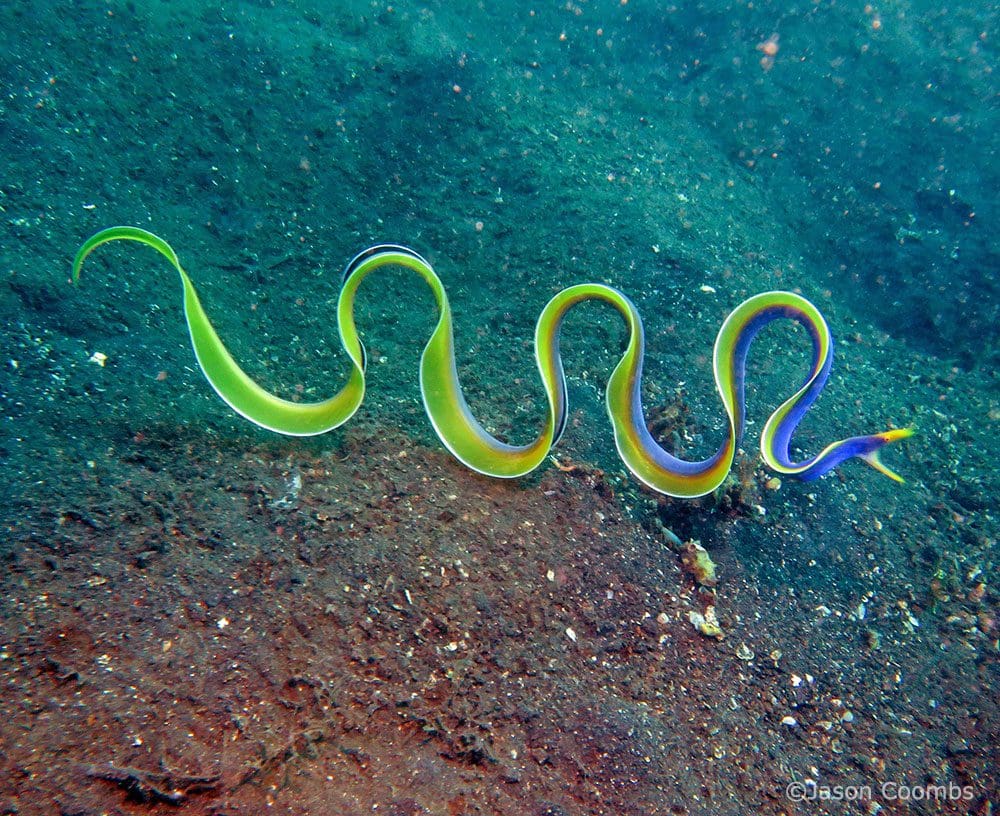 ribbon eel by Lembeh Resort