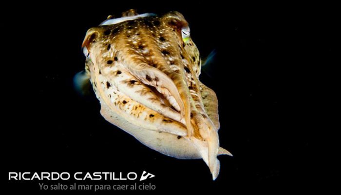 One of the Best Dive Centers at Lembeh!