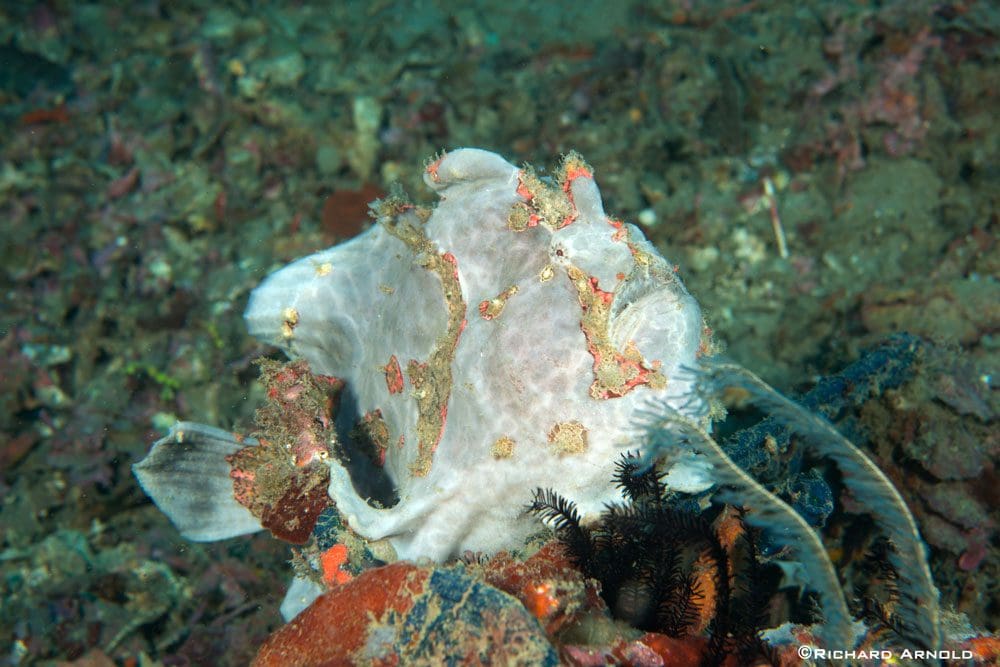 Giant frogfish at Lembeh strait