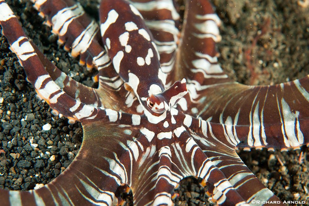 Close up Wunderpus Octopus (Wunderpus photogenicus), Lembeh Strait