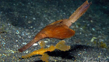 Robust ghostpipefish, Solenostomus cyanopterus, Barbara Moll, Critters@Lembeh Lembeh Resort, Lembeh Strait Indonesia (2017)