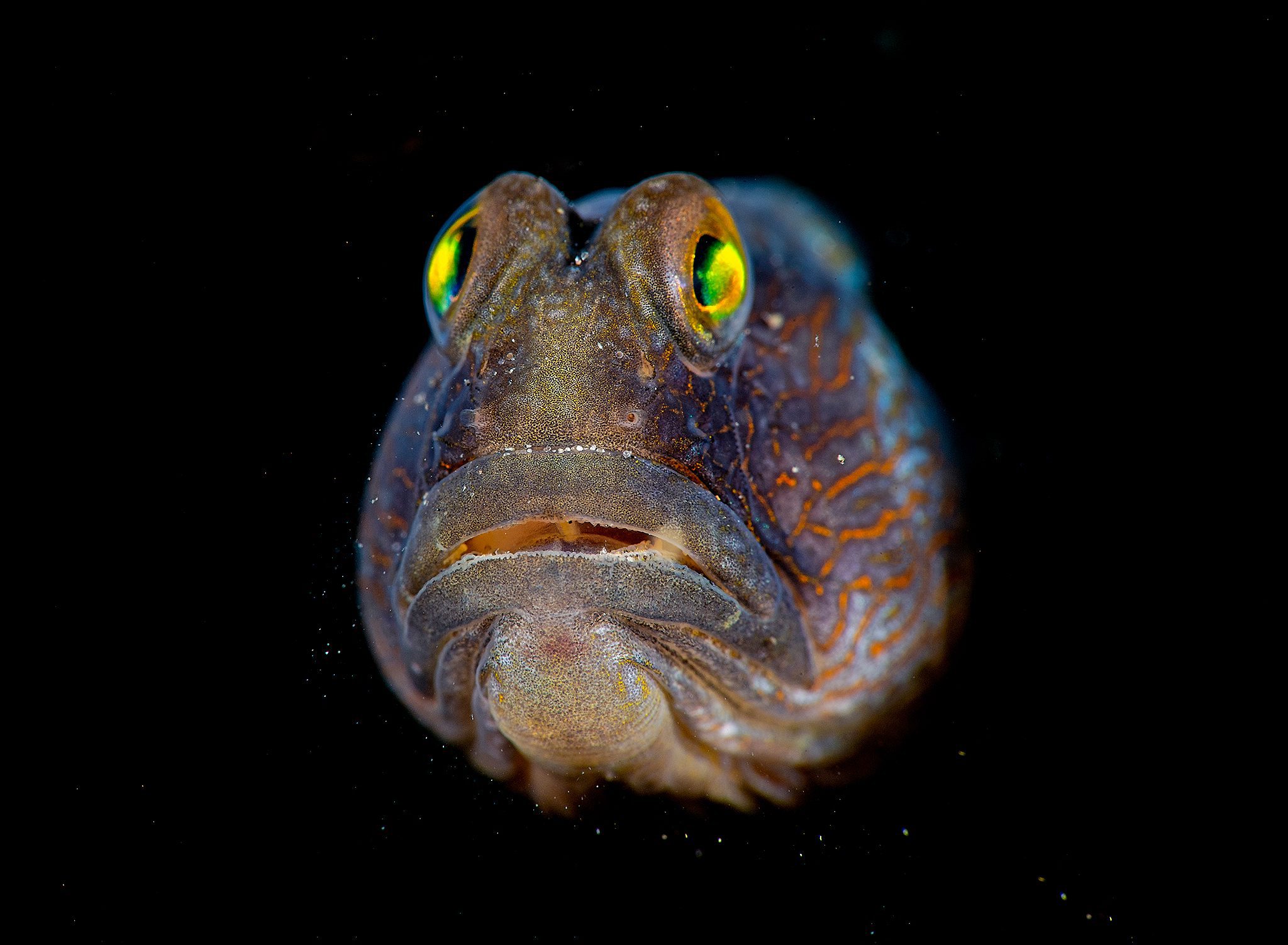 _SDT5423 copy Scott Gutsty Tuason Lembeh