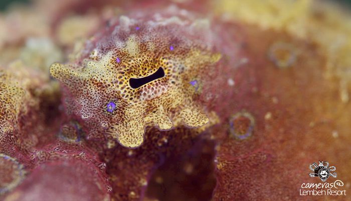 Critters of the Lembeh Strait | SEA WARS – Blue-ring Octopus