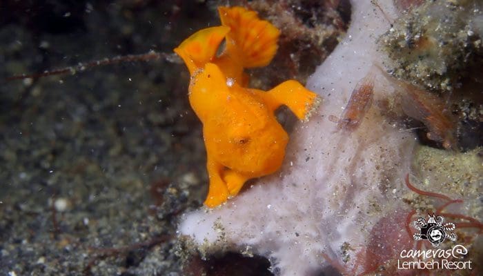 Critters of the Lembeh Strait | SEA WARS – The Frogfish Strikes Again