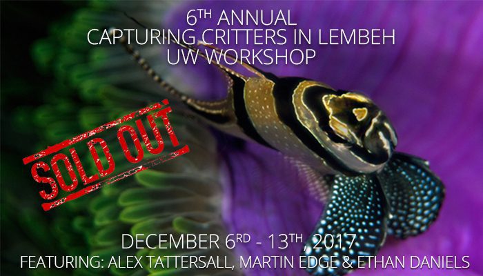 6th Annual Capturing Critters in Lembeh – Underwater Photography & Videography Workshop December 6th – 13th, 2017