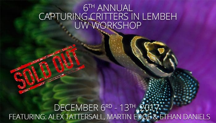 6th Annual Capturing Critters in Lembeh  – Underwater Photography & Videography Workshop December 6th – 13th, 2017