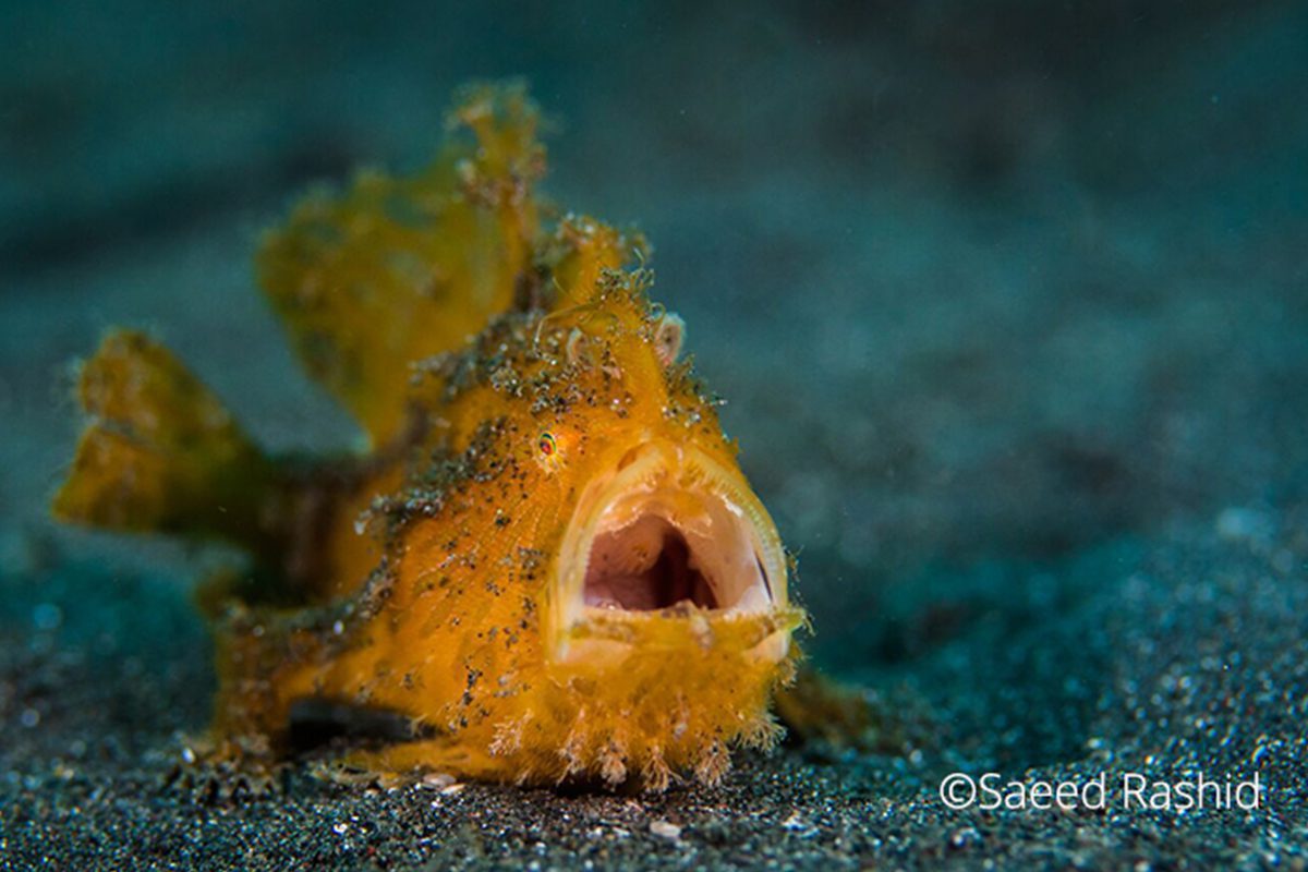 frogfish Lembeh