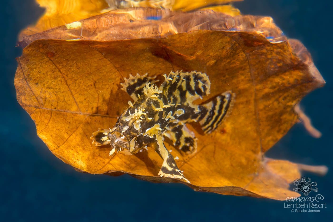 sargassum-frogfish