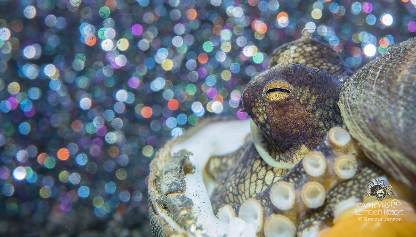 Critters of the Lembeh Strait | September Highlights