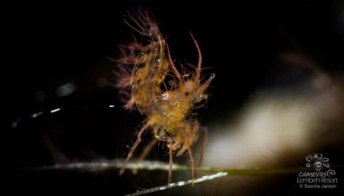 Tuesday Tips & Techniques from Photo Pro Sascha Janson #30