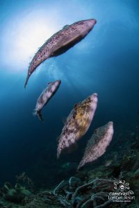 Wide Angel, Filefish, Lembeh Strait, North Sulawesi Indonesia, Bitung, critters@Lembeh Resort, Lembeh Resort,underwater photography, Sascha Janson, 2016