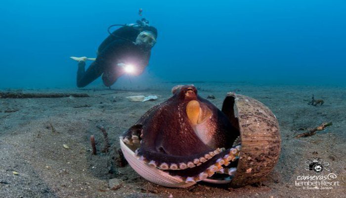 Much Diving in Lembeh