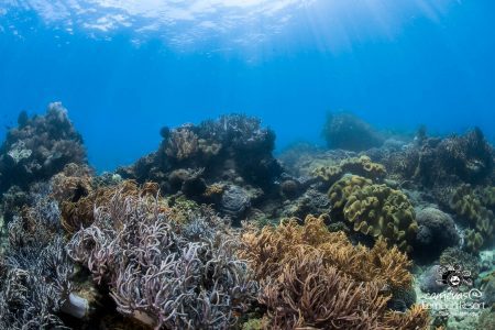 Wide angle, Reef, Lembeh Strait, North Sulawesi Indonesia, Bitung, critters@Lembeh Resort, Lembeh Resort,underwater photography, Sascha Janson, 2016