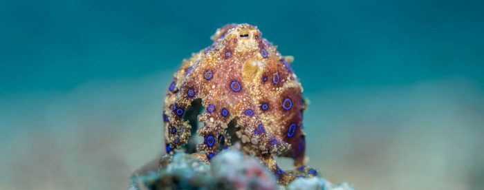 Blue Ringed Octopus, Hapalochlaena sp, Sascha Janson, Critters@Lembeh Lembeh Resort, Lembeh Strait Indonesia 2016