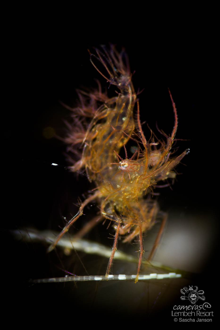 Hairy Shrimp (Phycocaris simulans) Lembeh Strait, Canon 7D, 60mm