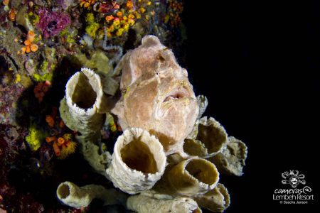Wide angle, Giant Frogfish, Lembeh Strait, North Sulawesi Indonesia, Bitung, critters@Lembeh Resort, Lembeh Resort,underwater photography, Sascha Janson, 2016
