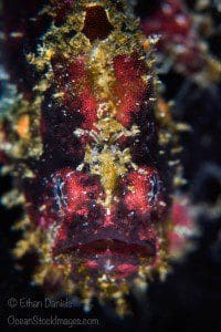 Capturing Critters in Lembeh
