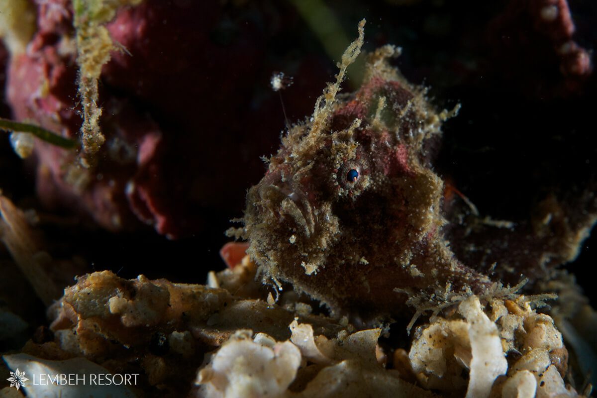 Scarlet froggie Scarlet Frogfish