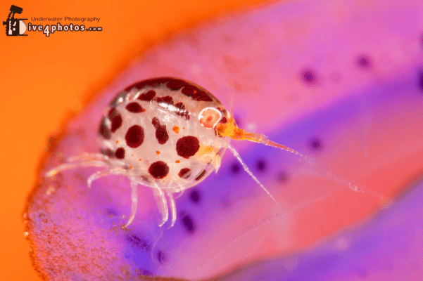 Ladybugs by Alex Tyrrell
