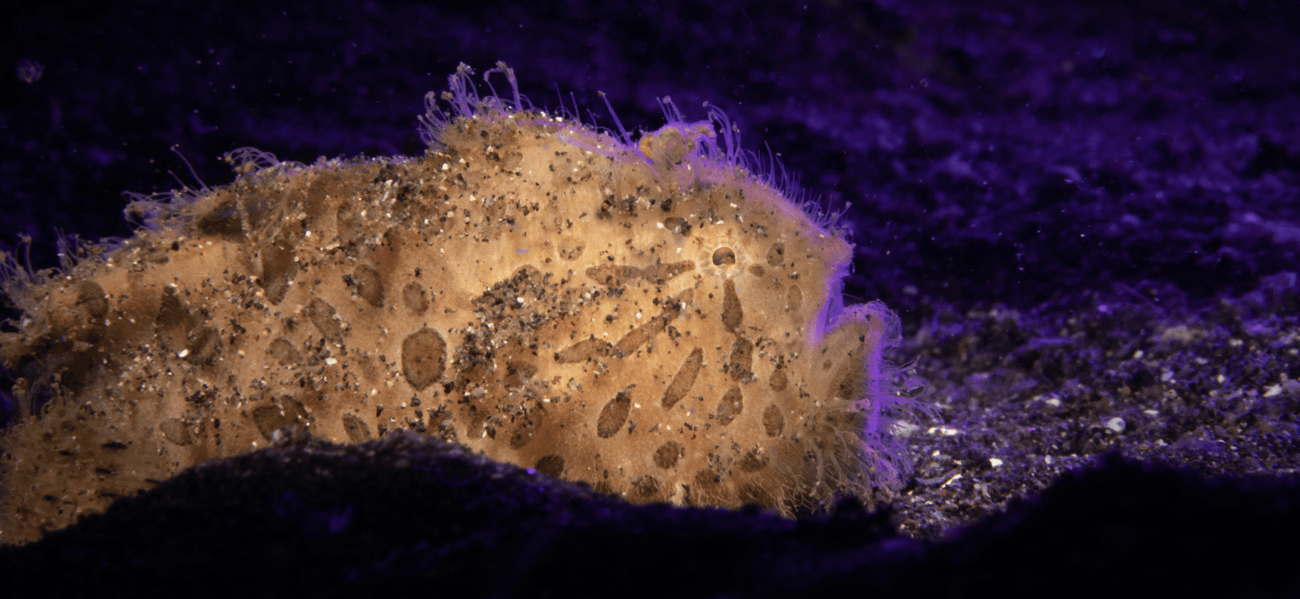 Screenshot 2023-09-23 at 15.48.07 Frogfish by Jacob Guy Photo Pro